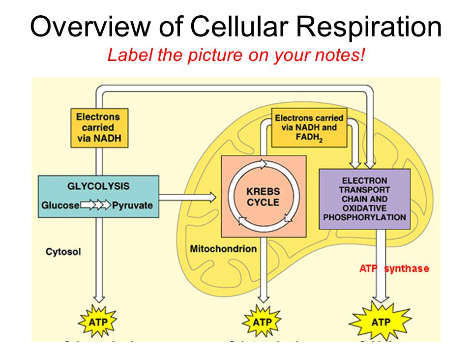 Cellular Respiration: Definition, Equation and Stages